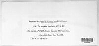 Passalora simulata image